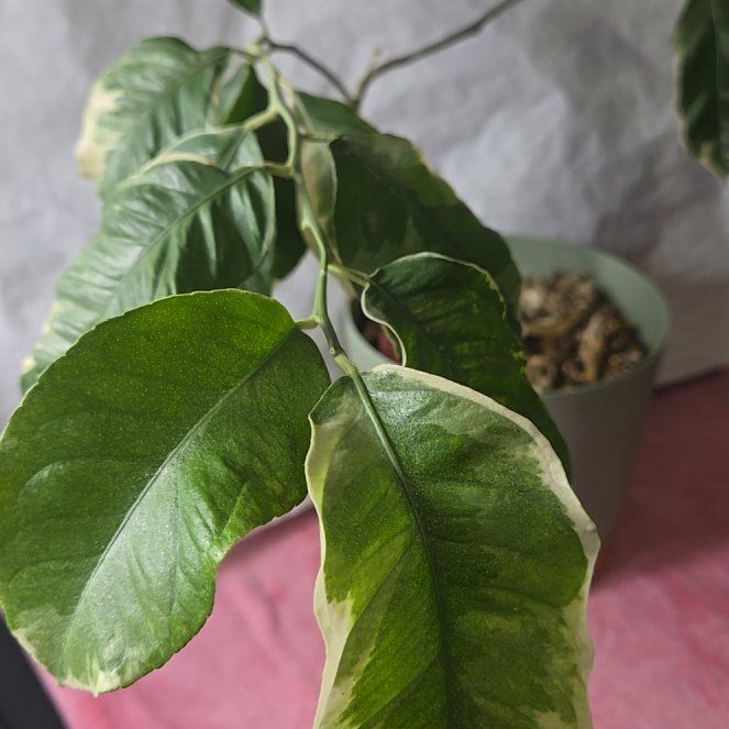 Photo of the plant species Verigated Pink Eureka Lemon Tree by @StarrieSkie named Shawn Spencer on Greg, the plant care app