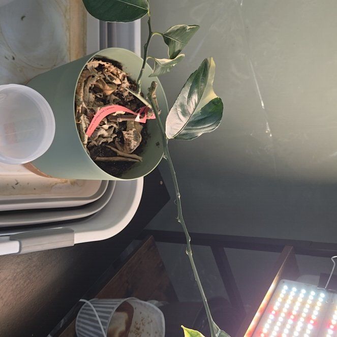 Photo of the plant species Pink Eureka Lemon by @StarrieSkie named Burton Guster on Greg, the plant care app