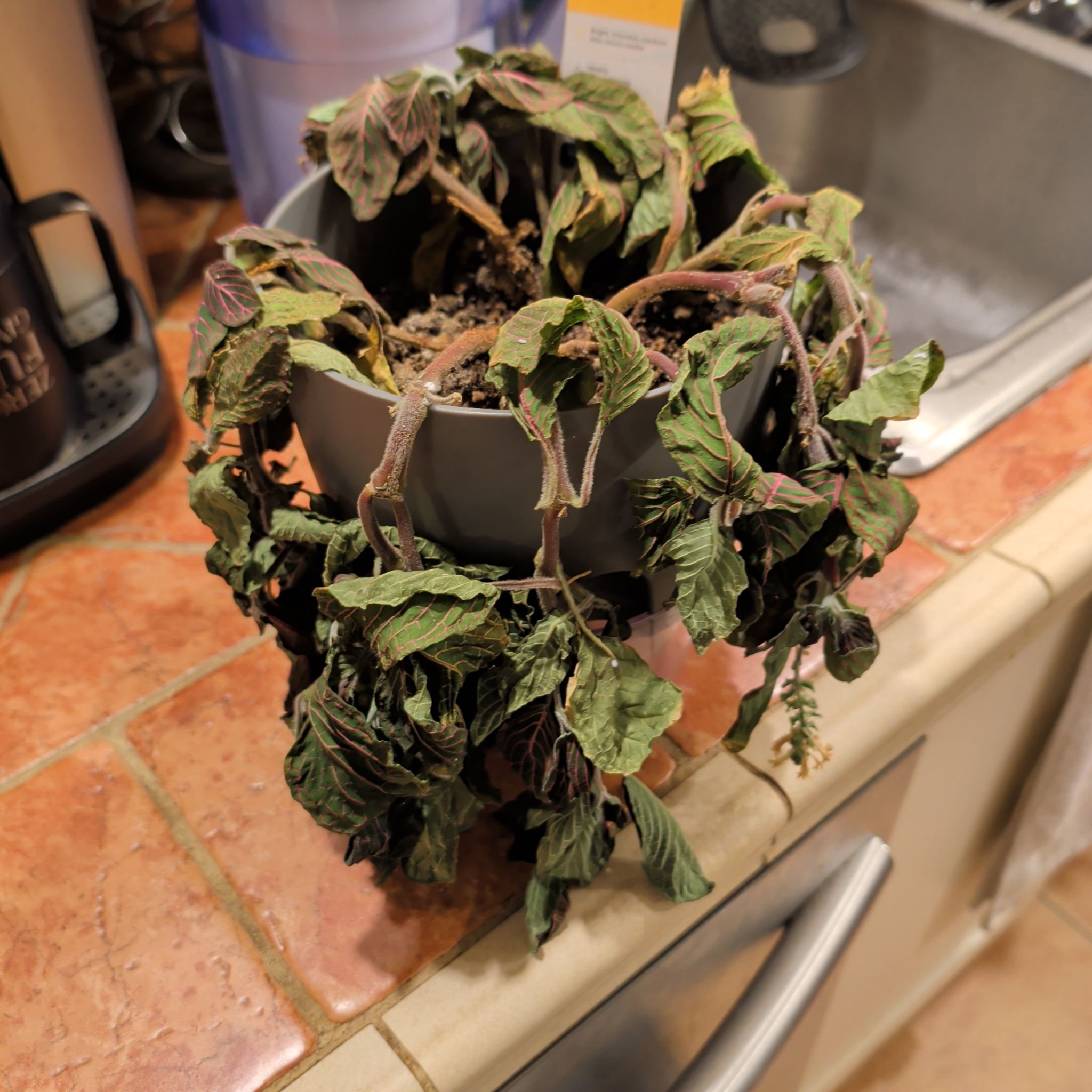 Photo of the plant species Nerve plant 'Juanita Red' by @PlantDaddyL named Nerve Plant Juanita Red on Greg, the plant care app