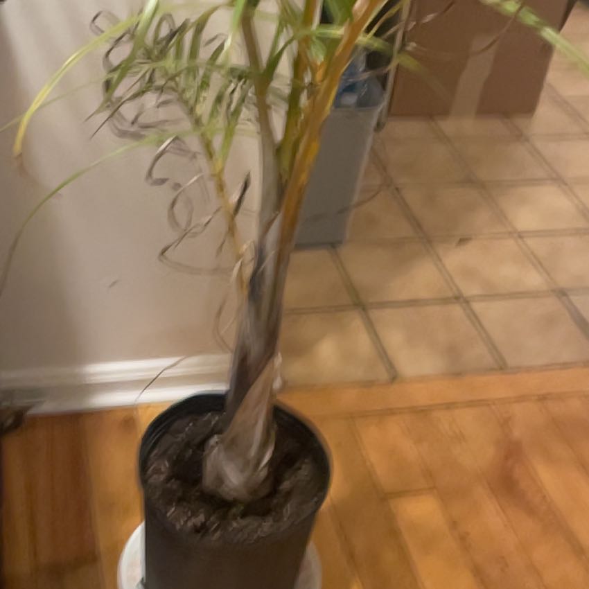 Photo of the plant species Palmiste Marron by @CozyCamellia named Baesil on Greg, the plant care app