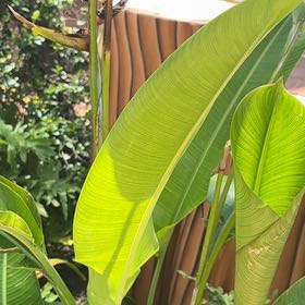 Photo of the plant species Expanded Lobsterclaw by @DreamyDogfennel named Beyonce on Greg, the plant care app