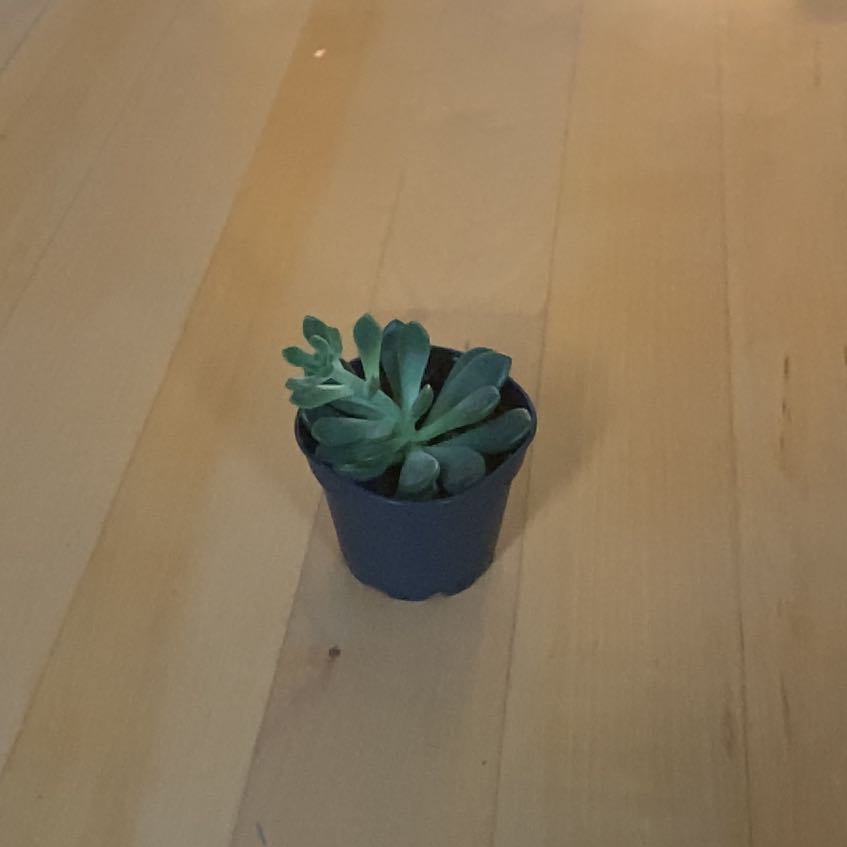 Photo of the plant species Graptopetalum mendozae by @ConfusedPlant named Darwin on Greg, the plant care app