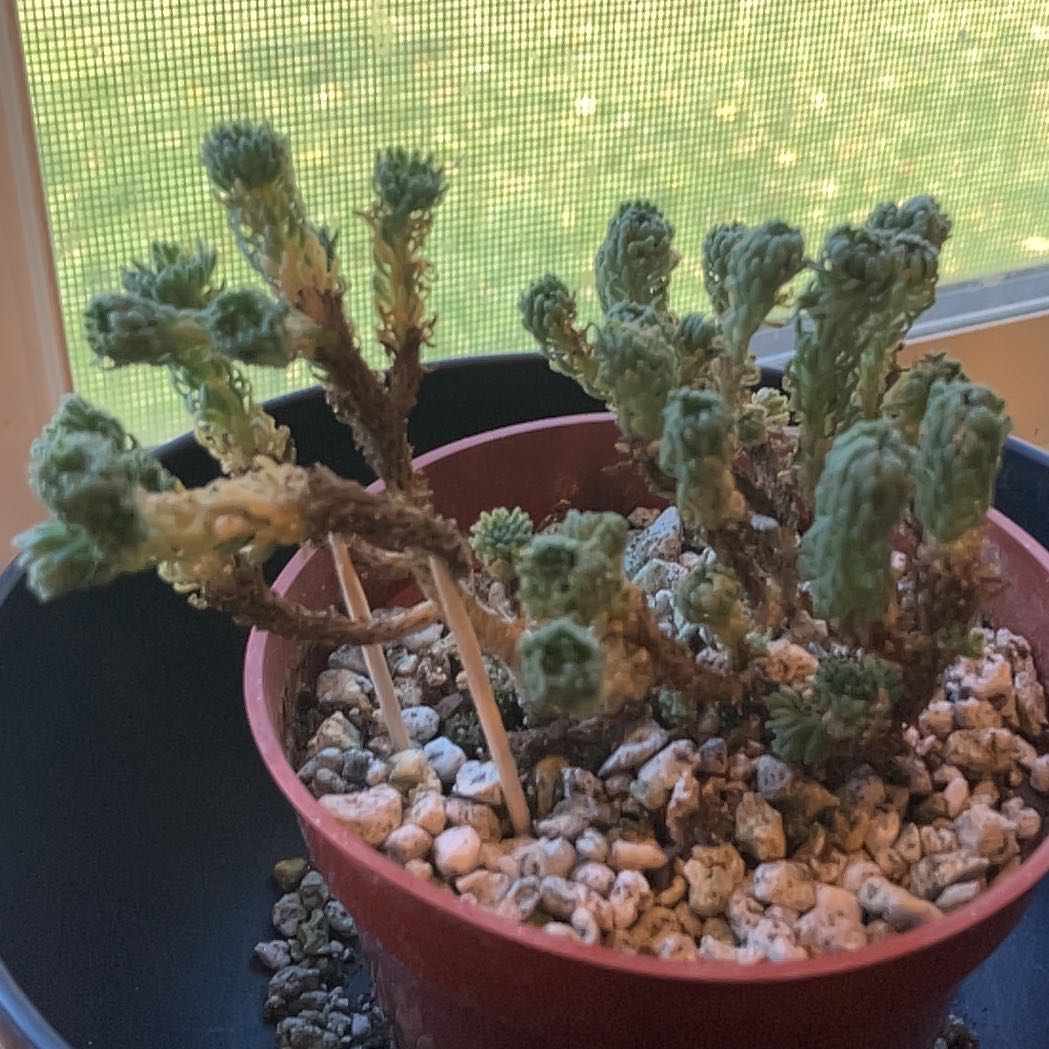 Photo of the plant species Miniature Joshua Tree by @ZarfGreyghost named Plato on Greg, the plant care app