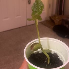 Photo of the plant species Lima Bean by @GenialBaibua named Lavender on Greg, the plant care app