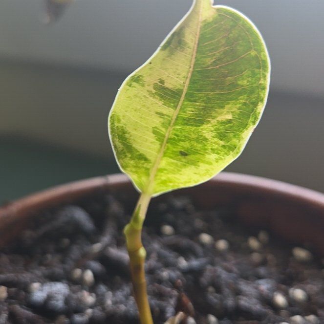 Photo of the plant species shivereana moonshine by @TomBombadil named Moonshine Ficus on Greg, the plant care app