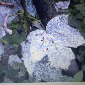 Photo of the plant species Italian Maple by @QuietGingerpine named Tupot amaroot on Greg, the plant care app