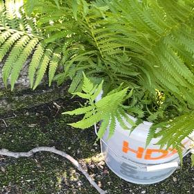 Photo of the plant species Male-Fern by @LuminousRedwood named Lavender on Greg, the plant care app