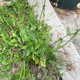 Photo of the plant species Philadelphia Fleabane by @LuminousRedwood named Coco on Greg, the plant care app