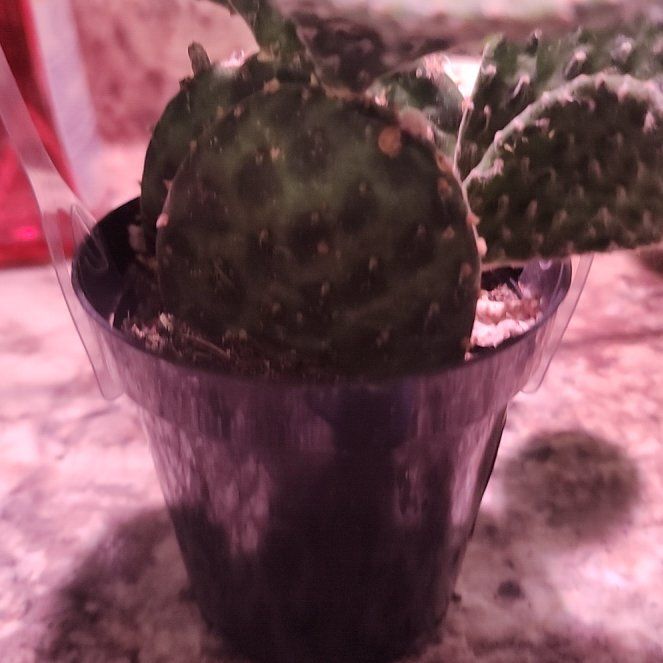 Photo of the plant species Assorted Opuntia by @HonoraryRedsage named Oscar on Greg, the plant care app