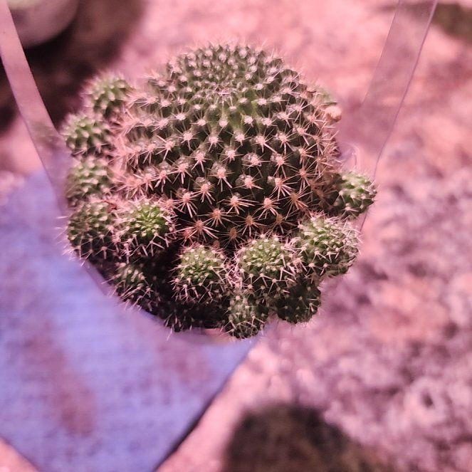 Photo of the plant species Rebutia arenacea by @HonoraryRedsage named Pax on Greg, the plant care app