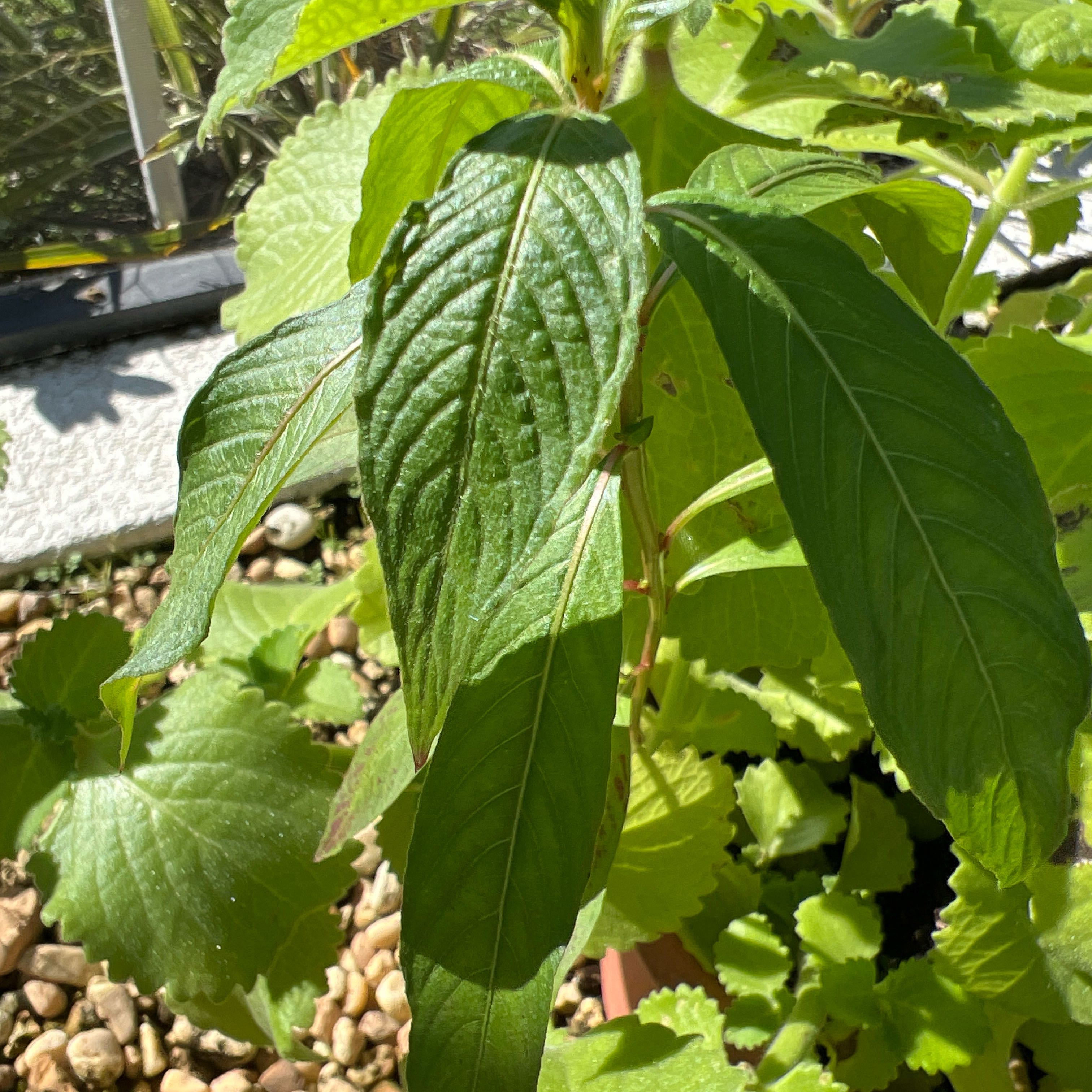 Photo of the plant species Mexican Primrose-Willow by @ToddT named Messi on Greg, the plant care app