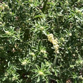 Photo of the plant species Perennial Savory by @VeteranAjídulce named Sonora on Greg, the plant care app