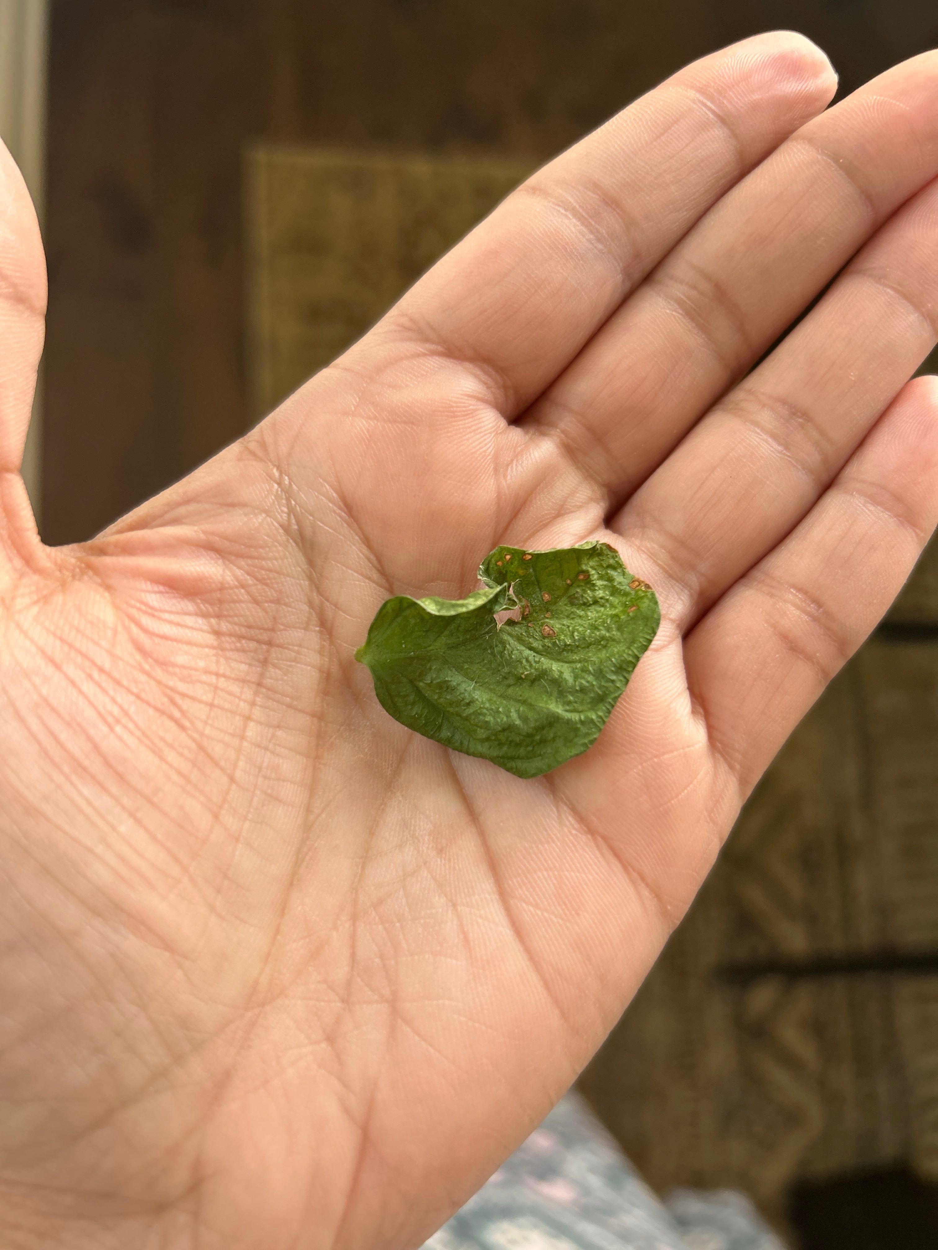 10 Advantages of Having a Stiff Jasmine