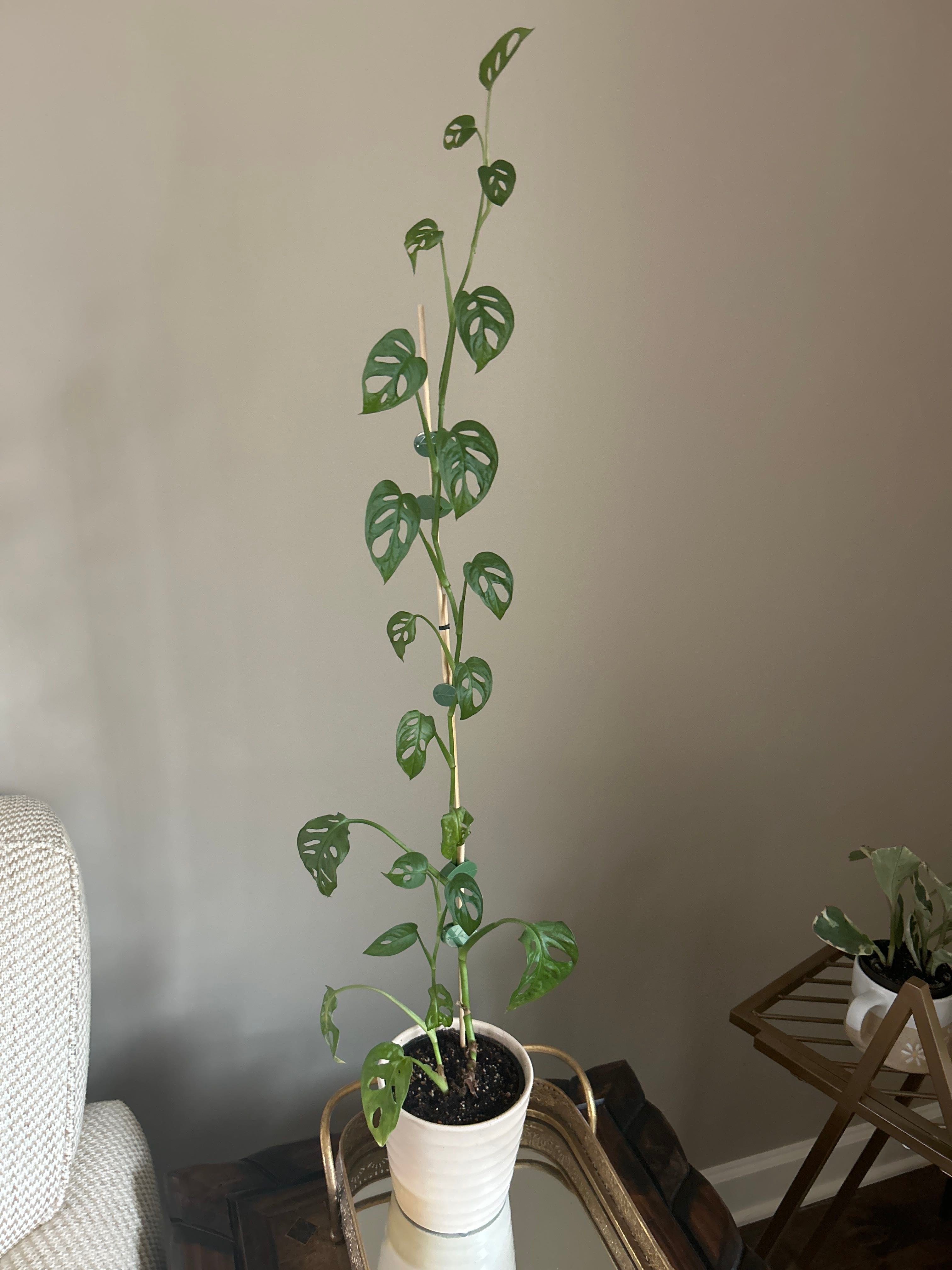 Want to propagate my swiss cheese vine plant. Any tips?