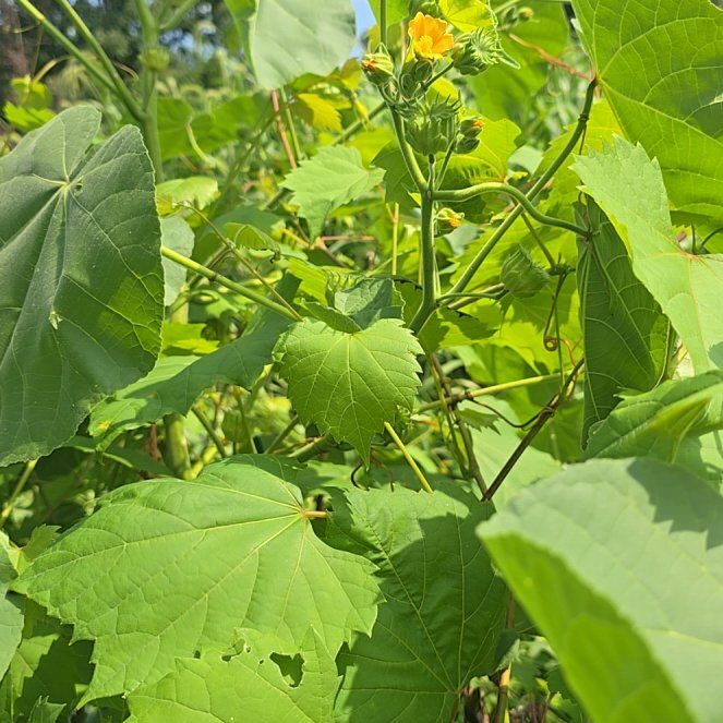 Photo of the plant species Buttonweed by @FlashyHorminum named Beyonce on Greg, the plant care app