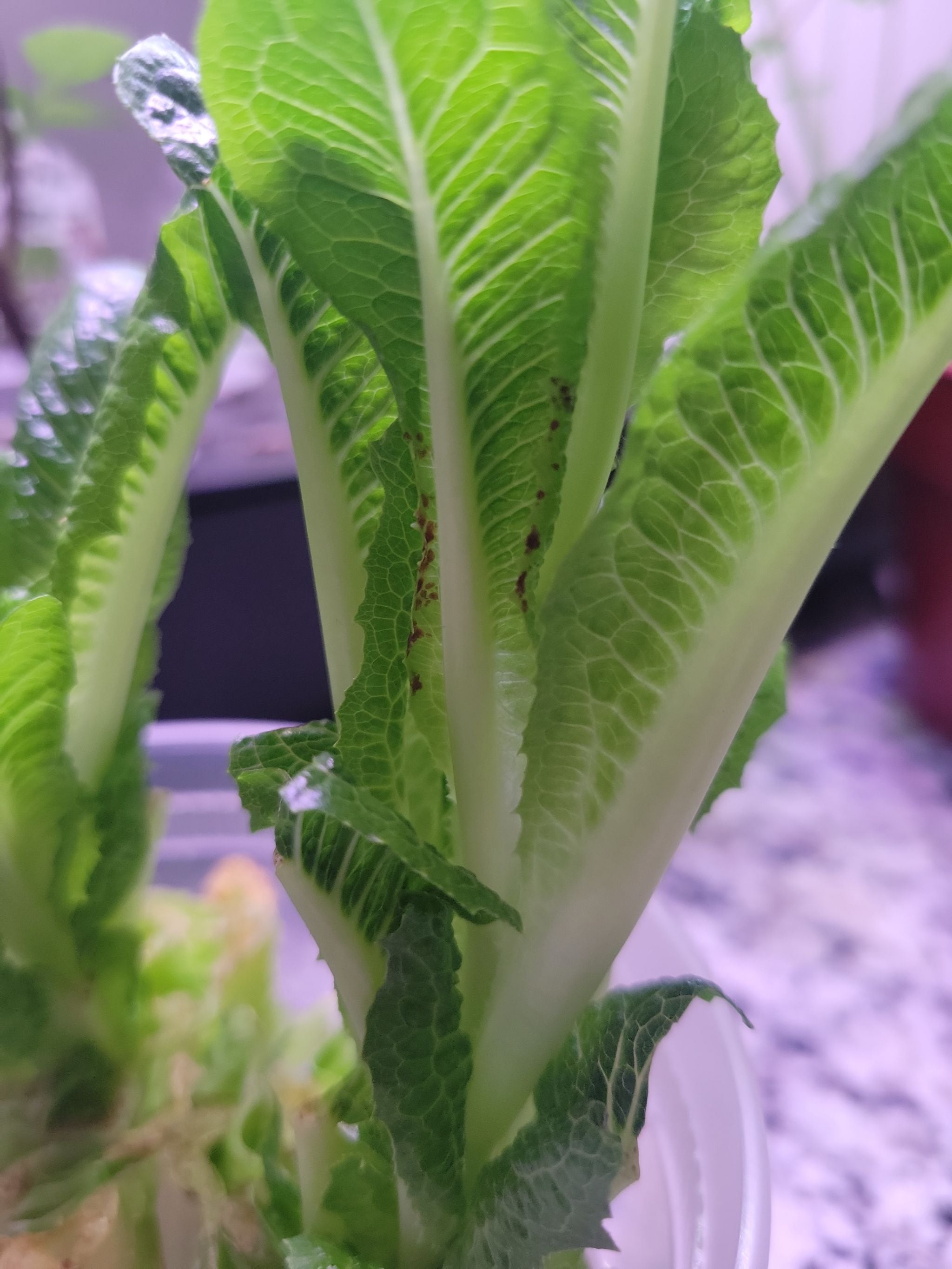 What Are The Bugs on My Garden Lettuce? 🐛