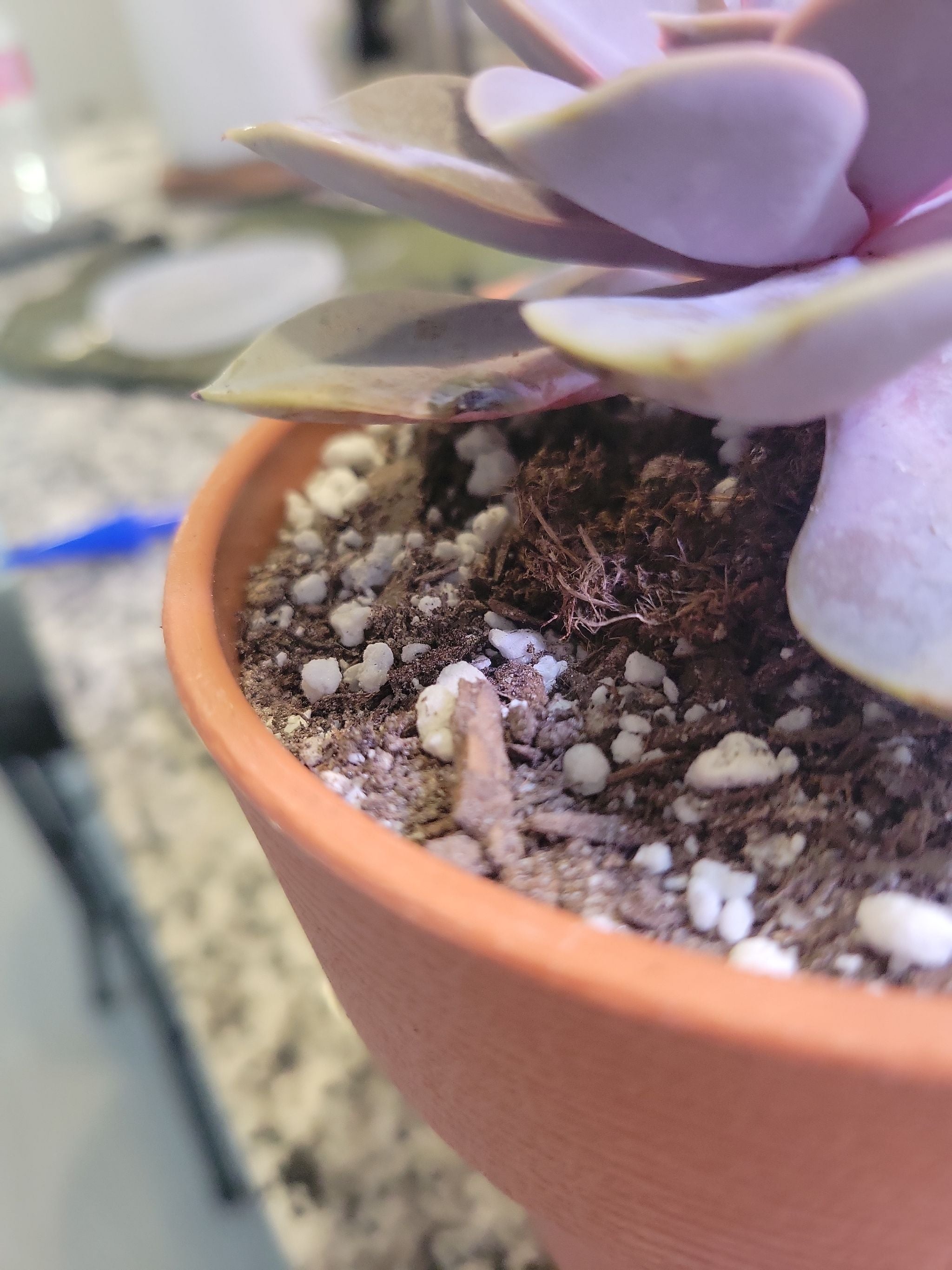 Echeveria 'Perle von Nurnberg' Is Not Toxic To Cats 🐈