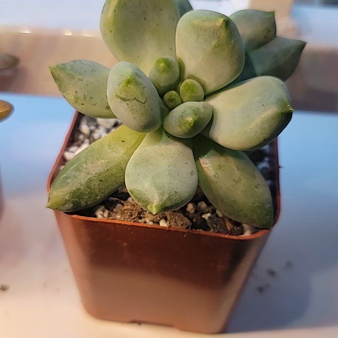 Photo of the plant species Pachyveria 'Blue Haze' by @MightyLemonfern named Keanu Leaves on Greg, the plant care app