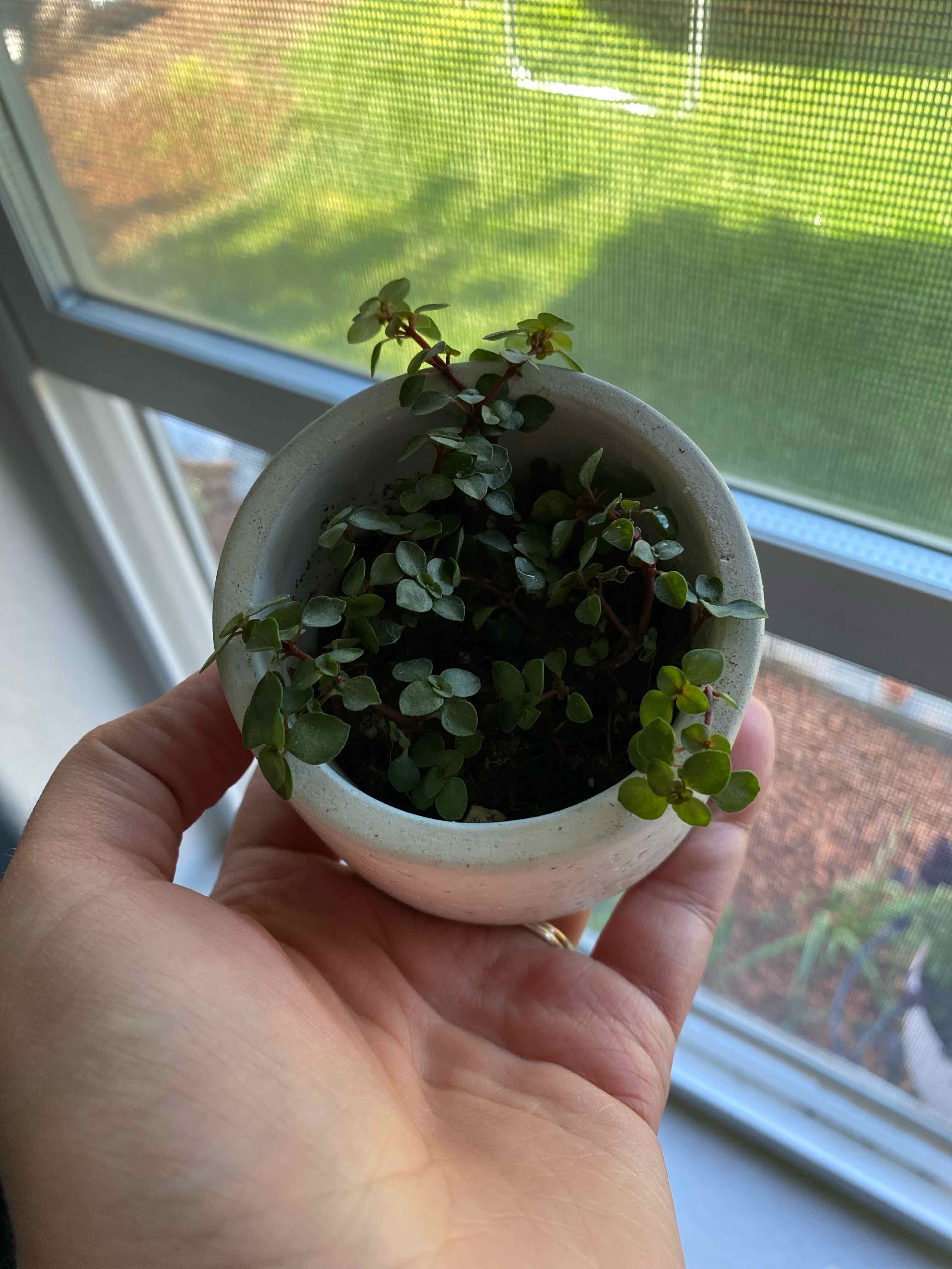 Elephant Bush plant in a white pot held by a hand, with green leaves and no visible signs of disease.