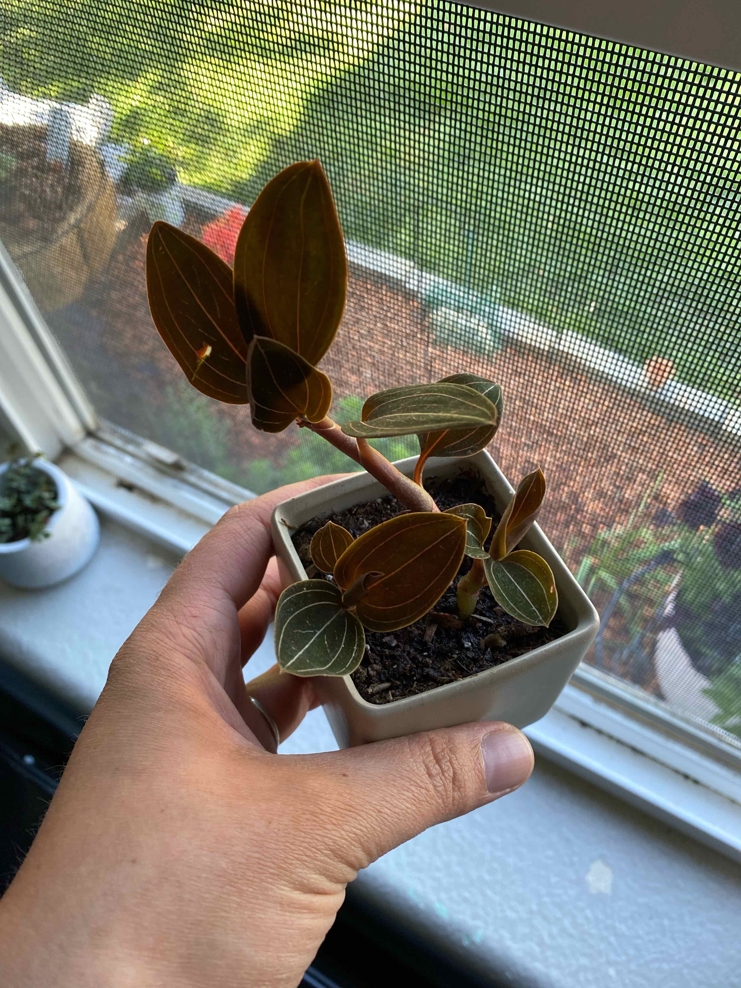 Jewel Orchid plant held by a hand near a window, appearing healthy with vibrant leaves.