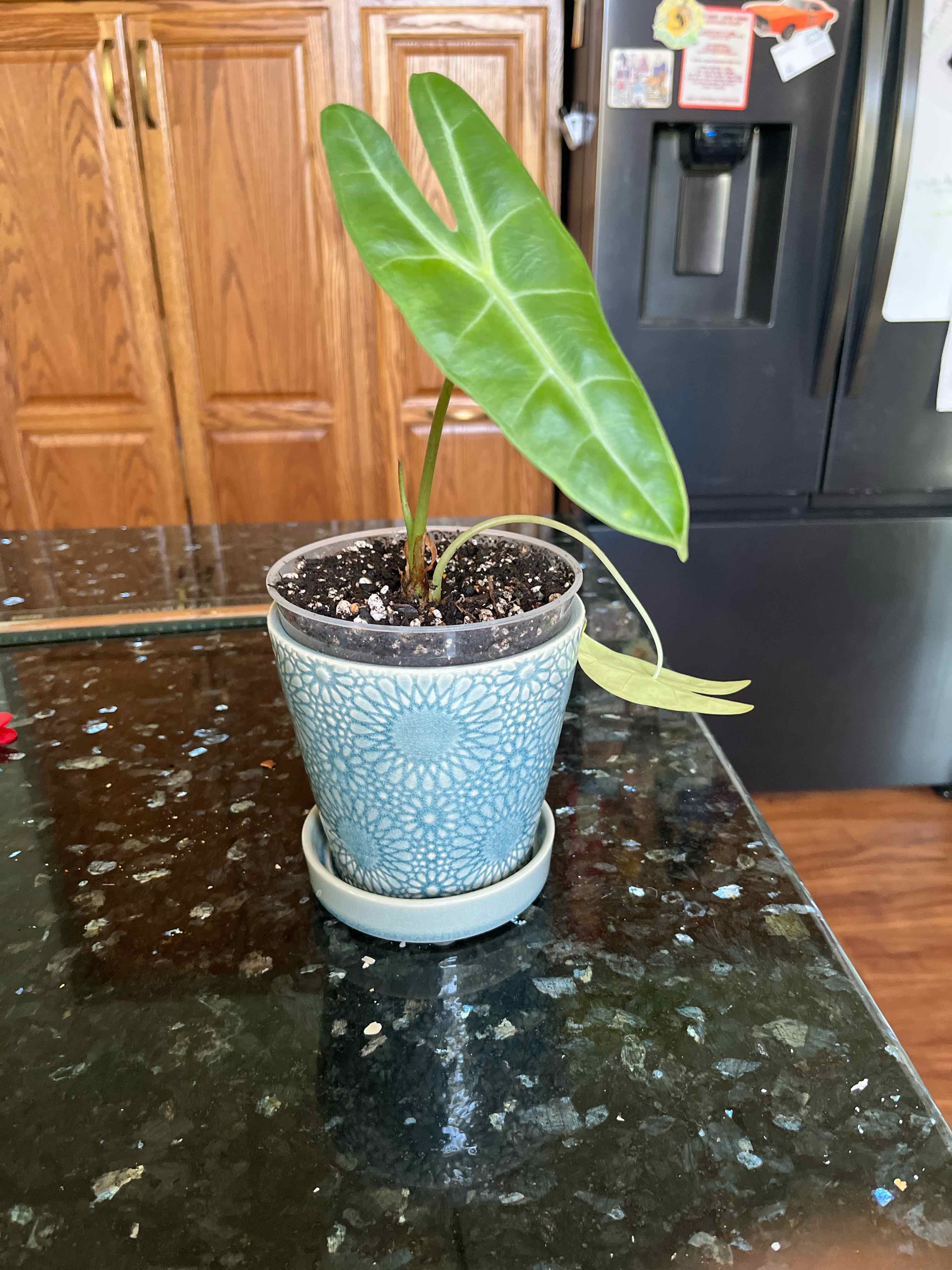 Photo of the plant species Alocasia longiloba by @TopFlyingsquid named Tolkien on Greg, the plant care app