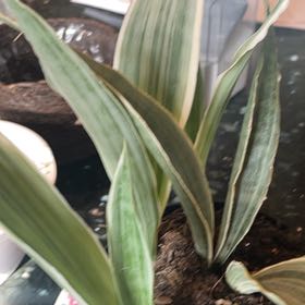 Photo of the plant species Metallica Snake Plant by @TopFlyingsquid named Muhammad Ali on Greg, the plant care app