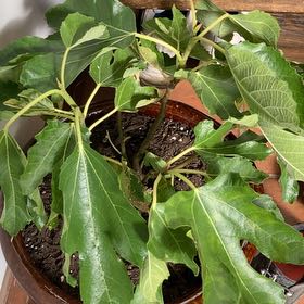 Photo of the plant species Negronne Fig by @UnusualDropwort named Sherlock on Greg, the plant care app