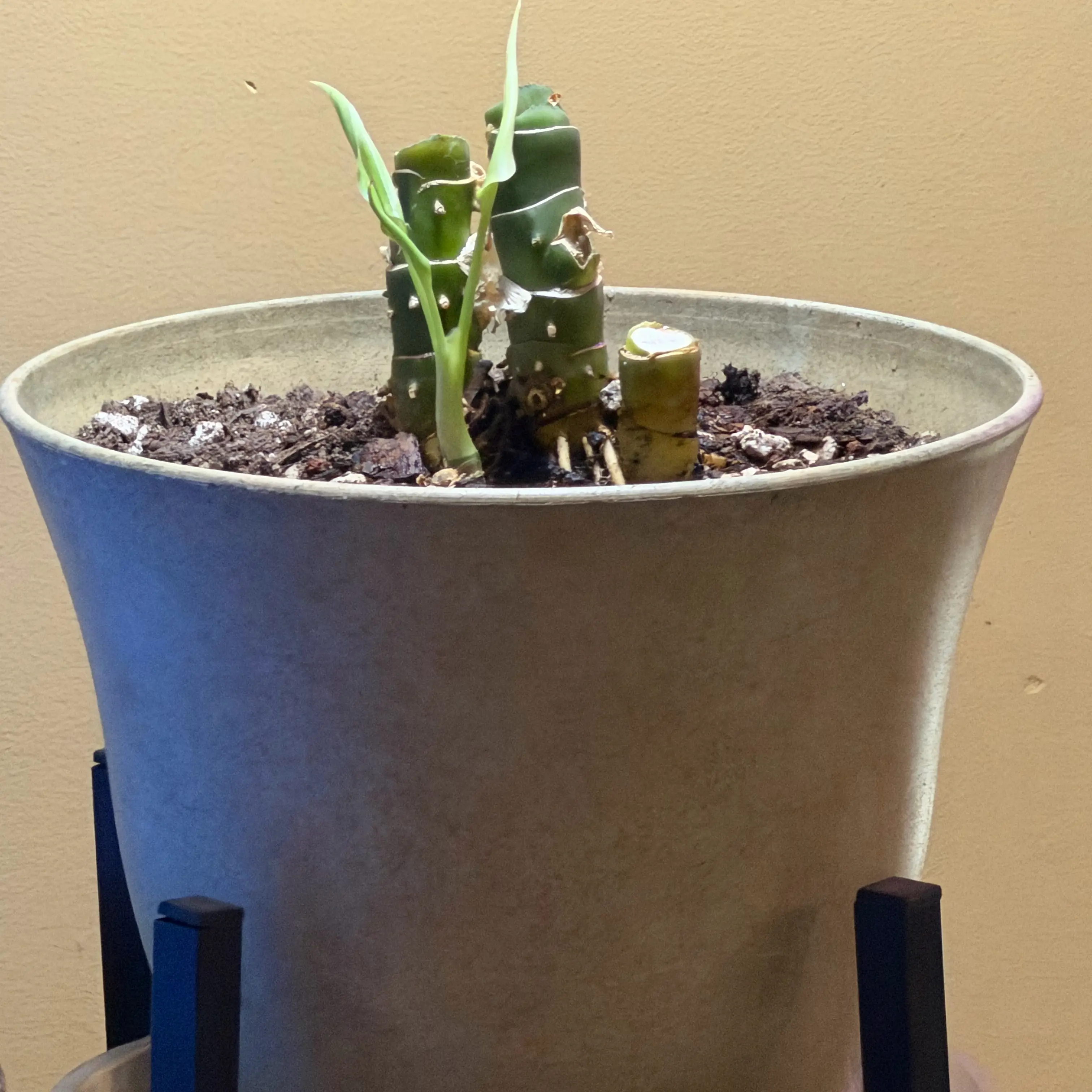 Dieffenbachia plant photo by @MamaZ named Peter on Greg, the plant care app.