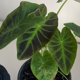 Photo of the plant species Illustris Colocasia by @KeenWoodspurge named Mr.Blue on Greg, the plant care app