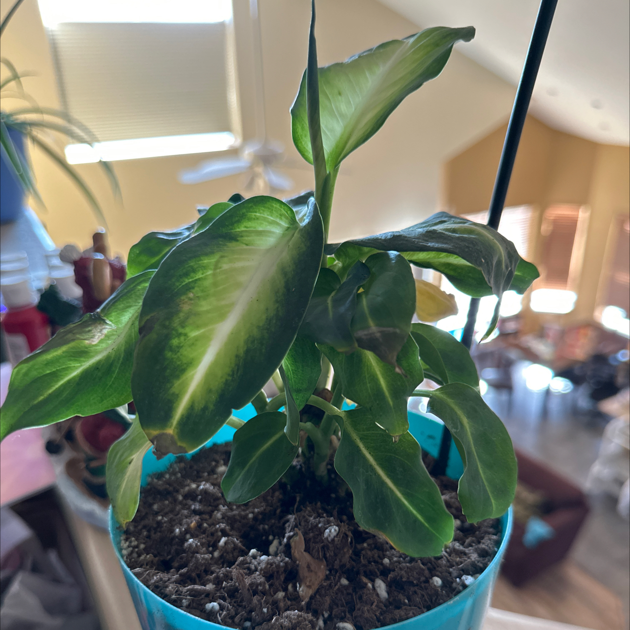 Dieffenbachia 'Memoria Corsii' plant in a blue pot with some yellowing and browning leaves.
