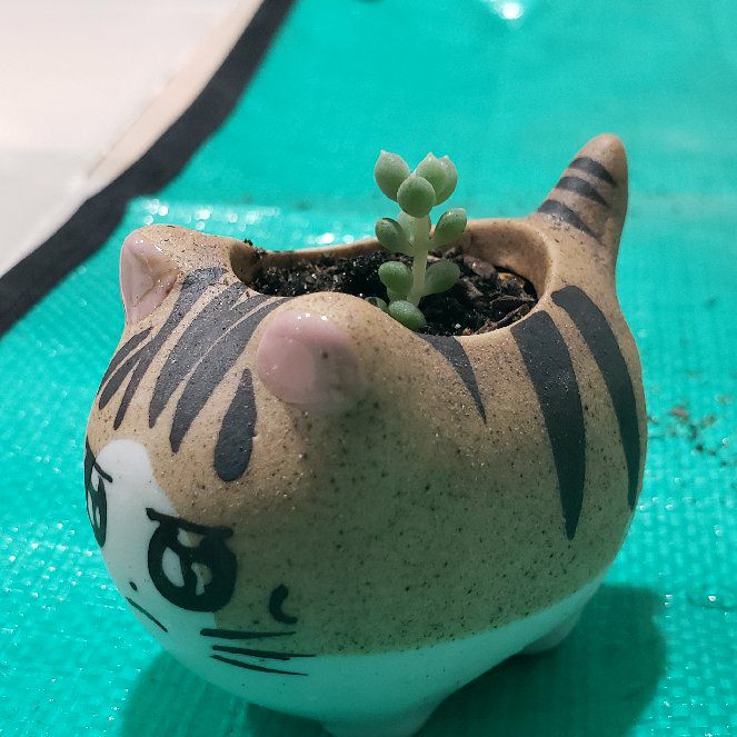 Photo of the plant species sticky moonstones by @xochilex named Sonora on Greg, the plant care app