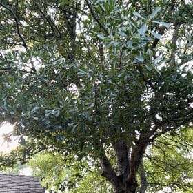 Photo of the plant species Southern Live Oak by @JoysomeFantasy named Winston on Greg, the plant care app