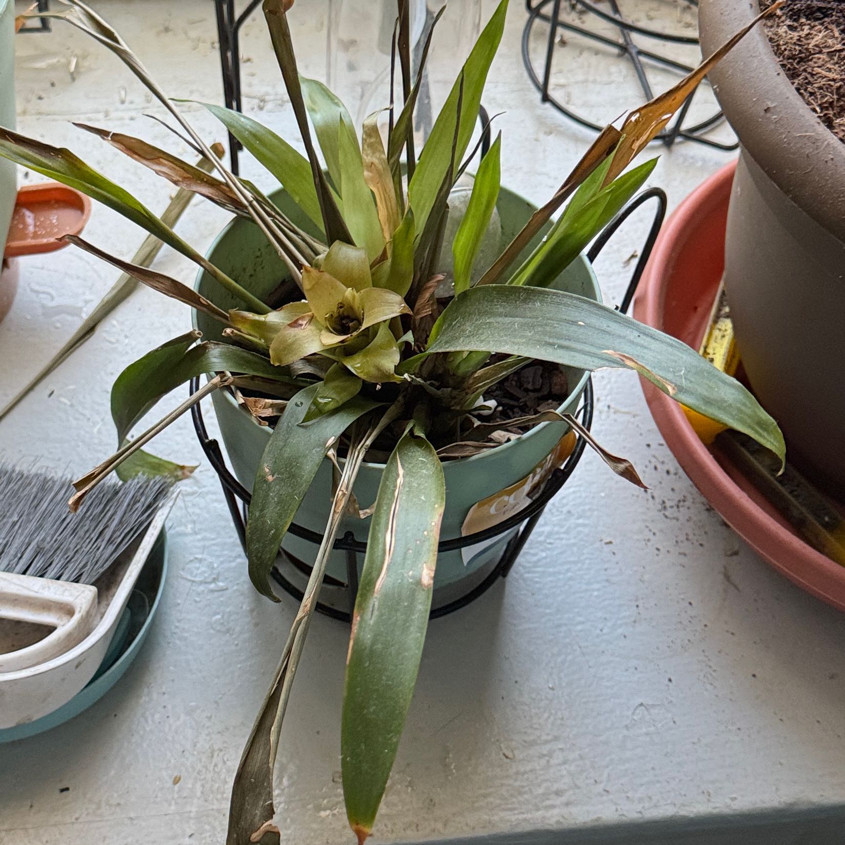 Photo of the plant species Scarlet Star by @YeahSpiderman named Harry on Greg, the plant care app
