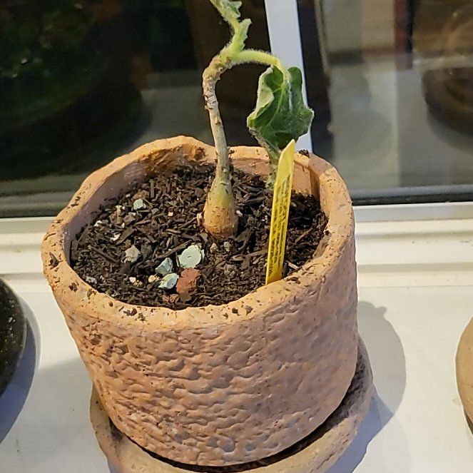 Photo of the plant species Uncarina roeoesliana by @ChampPipevine named Leaf Erickson on Greg, the plant care app