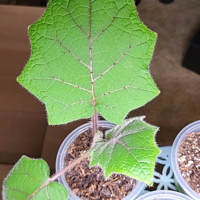 Photo of the plant species Quito-Orange by @RegalChickpea named Morgan Treeman on Greg, the plant care app