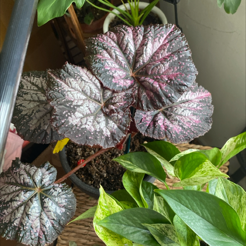 Photo of the plant species Begonia 'Starry Night' by @Keysgirl0179 named Terra on Greg, the plant care app