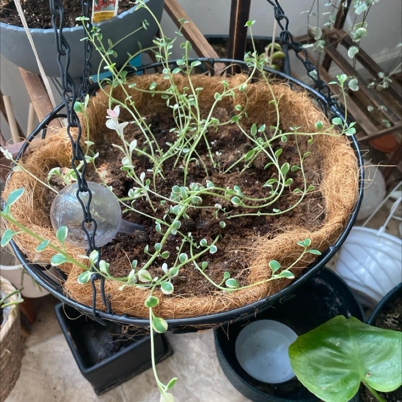 Photo of the plant species Sedum Dream Dazzler by @Keysgirl0179 named Solar on Greg, the plant care app