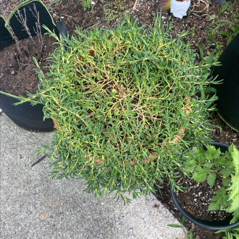 Photo of the plant species Fire Spinner Ice Plant by @Keysgirl0179 named Bella on Greg, the plant care app