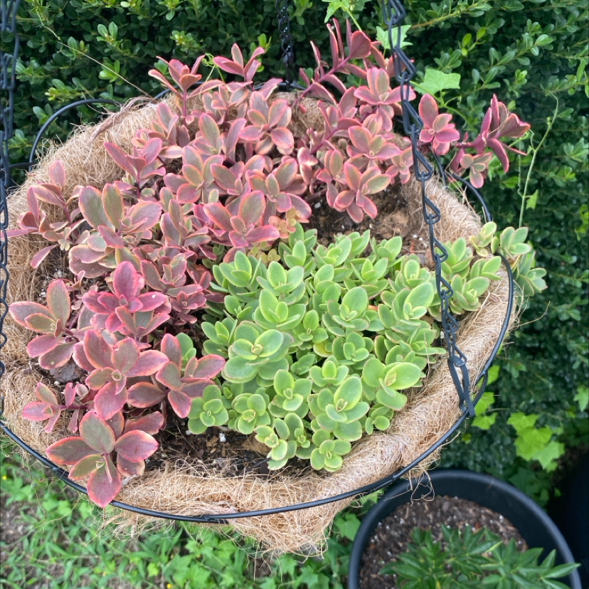 Photo of the plant species Sedum Sunsparkler 'WildFire' by @Keysgirl0179 named Queen on Greg, the plant care app