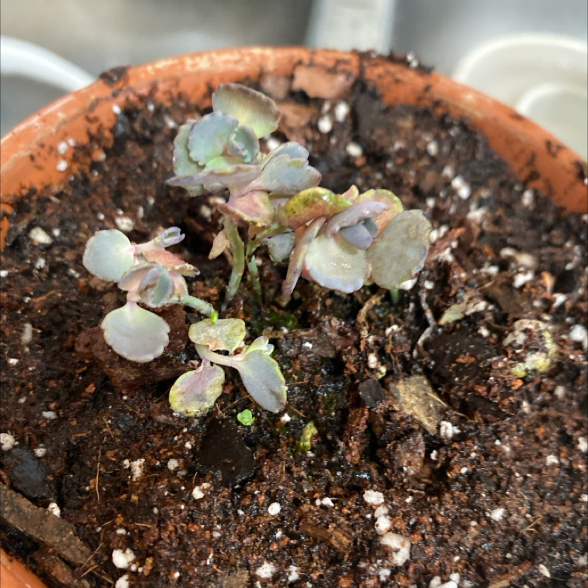 Photo of the plant species Sedum SunSparkler 'Dazzleberry' by @Keysgirl0179 named Rachel on Greg, the plant care app