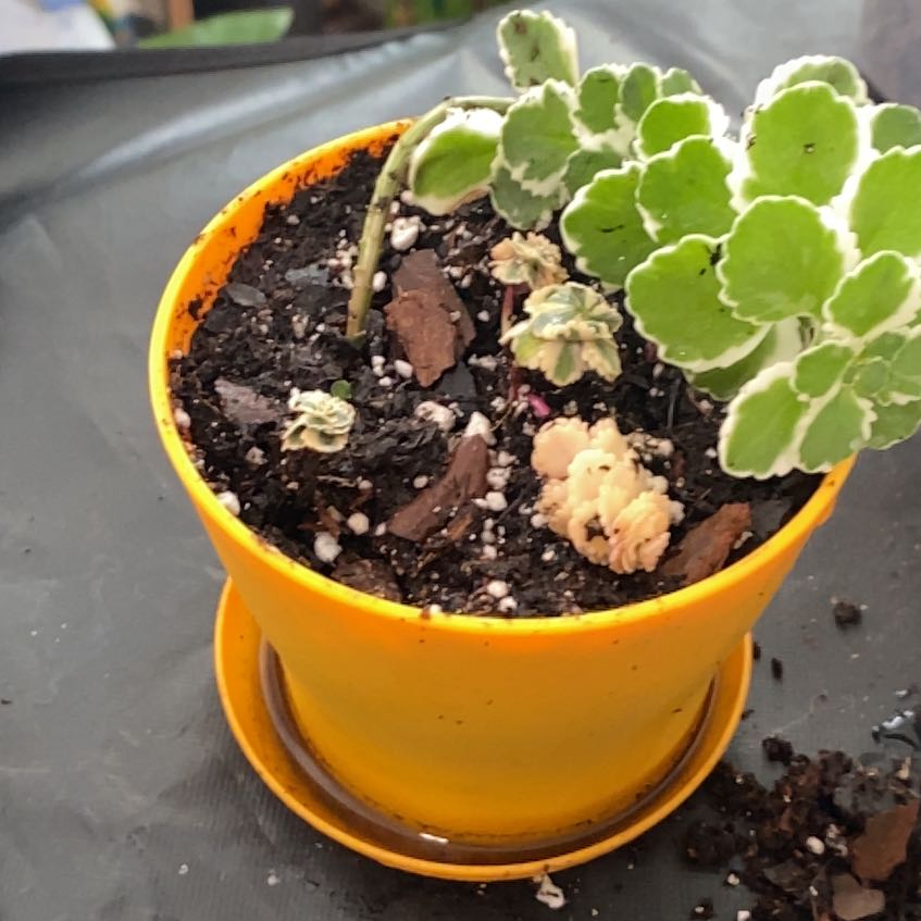 Photo of the plant species Sedum Atlantis Variegated by @Keysgirl0179 named Surya on Greg, the plant care app
