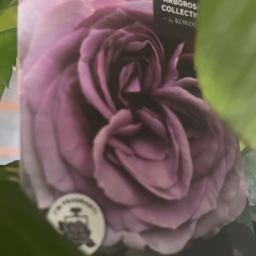 Photo of the plant species Florentina Arborose Climbing Rose by @AwakeHoyabella named Terra on Greg, the plant care app