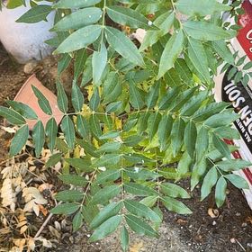 Photo of the plant species Desert Ash by @BigwigAsianpear named Xena on Greg, the plant care app