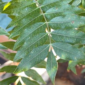 Photo of the plant species winged sumac by @BigwigAsianpear named Surya on Greg, the plant care app
