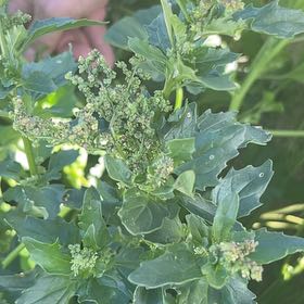 Photo of the plant species Australian-Spinach by @BigwigAsianpear named Naomi on Greg, the plant care app