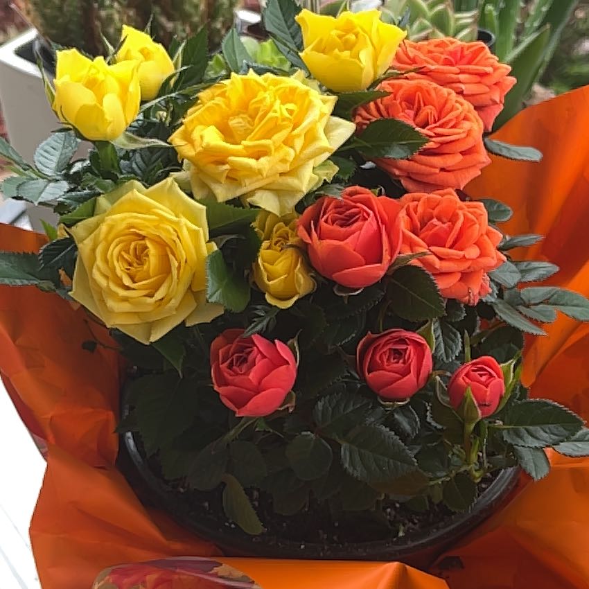 Photo of the plant species Cupcake Mini Rose by @GivingRedbanana named Rosa Parks on Greg, the plant care app
