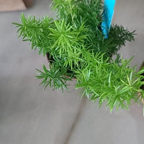 Sprengeri Asparagus Fern Plant