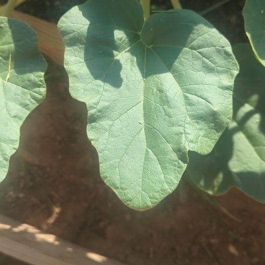 Photo of the plant species Doubleclaw by @SereneBoglaurel named Clooney on Greg, the plant care app
