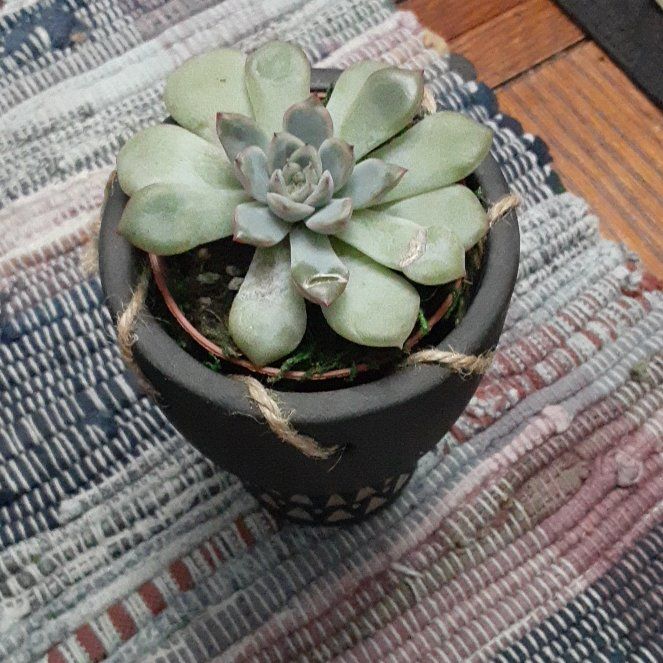 Photo of the plant species Echeveria 'Calypso' by @SleekHappyleaf named Henry on Greg, the plant care app