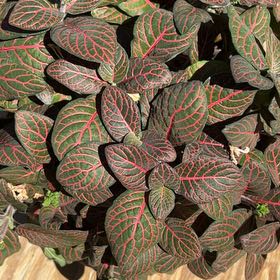 Plant care for Bush Violet on Greg, the plant care app